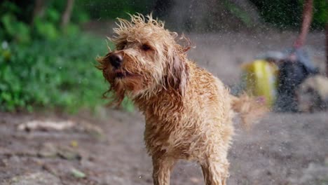Zeitlupenaufnahme-Eines-Goldendoodle-Hundes,-Der-Sich-Nach-Dem-Betreten-Des-Flusses-Mitten-Im-Wald-Schüttelt