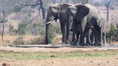 Familia-De-Elefantes-Africanos-En-Un-Abrevadero,-Cámara-Lenta-En-120fps