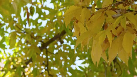 Leaves-turning-yellow-in-the-falls-in-Boise,-Idaho
