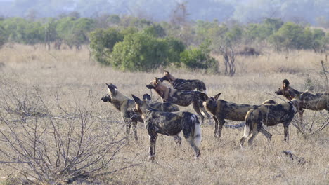 African-wild-dog-or-painted-dog-pack,-looking-alert-in-the-distance