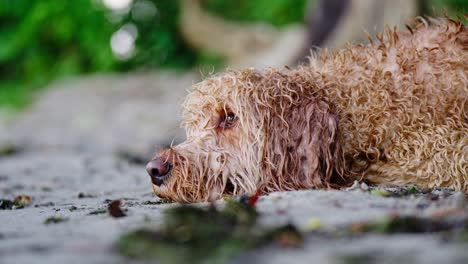 Tight-shot-of-a-Goldendoodle-dog-lying-in-the-wet-sand-on-a-beach-looking-up