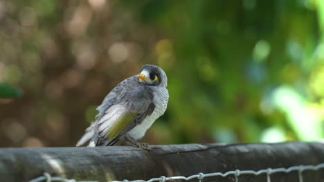 Protected-species-in-Australia,-fledgling-noisy-miner-juvenile,-manorina-melanocephala-perching-on-the-fence-under-canopy-against-blurred-bokeh-swaying-tree-leaves-background,-Broadbeach,-Queensland
