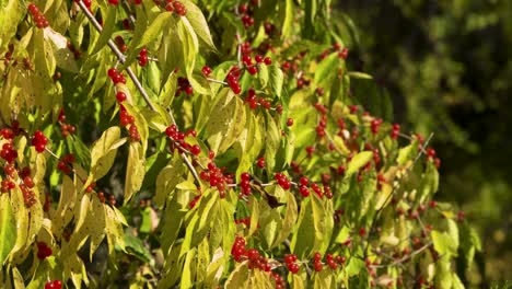 Rote-Beeren-Und-Blätter-An-Einem-Warmen-Herbsttag