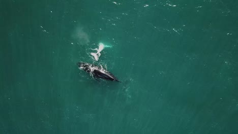 Aerial-shot-of-mother-and-calf-humpback-whales-breaching