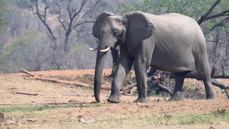 African-elephant-female-walking-in-sideview-in-slowmotion,-120fps