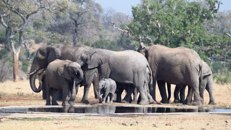 Familia-De-Elefantes-Africanos-En-Un-Abrevadero,-Pequeño-Ternero-Caminando-Debajo-De-La-Madre,-Cámara-Lenta-120fps