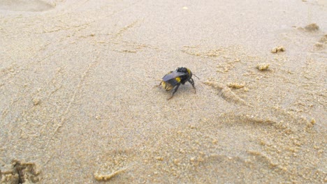 Large-exhausted-confused-tired-bumble-bee-wandering-on-sandy-beach