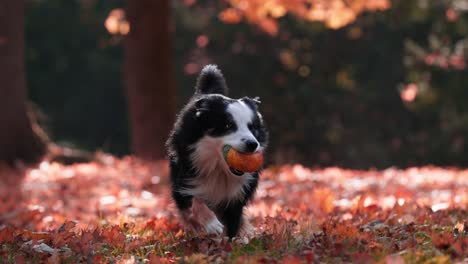 Slowmontion-Aufnahme-Eines-Border-Collie-Hundes,-Der-Mit-Ball-Im-Mund-In-Einem-Park-Im-Herbst-Mit-Roten-Blättern-Auf-Dem-Boden-Auf-Die-Kamera-Zuläuft