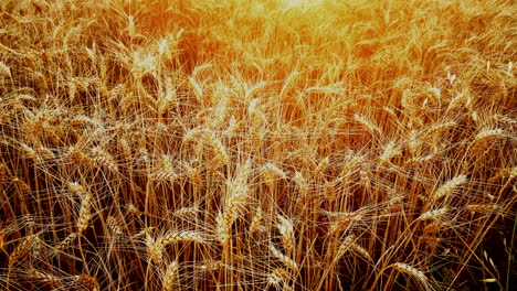 Wheat-field-shot-tilting-up-to-reveal-a-warm-sunset