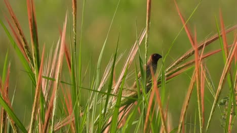 scaly-breasted-munia---grass--pond-