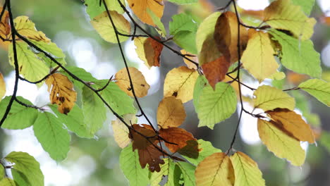Beech-tree-leaves-start-to-change-autumn-colour-in-an-English-forest,-Worcestershire