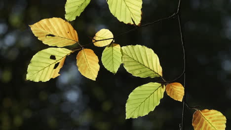 Beech-tree-leaves-start-to-change-autumn-colour-in-an-English-forest,-Worcestershire