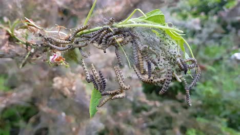 Nesting-web-of-ermine-moth-caterpillars,-yponomeutidae,-hanging-from-the-branches-of-a-tree
