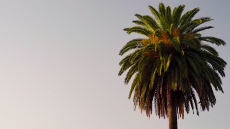 Palm-tree-in-evening-warm-sunset-light