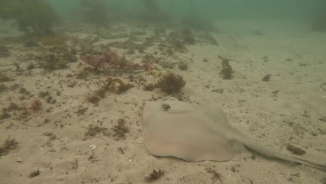 Sting-ray-swimming-over-the-sandy-seabed,-Sydney,-Australia