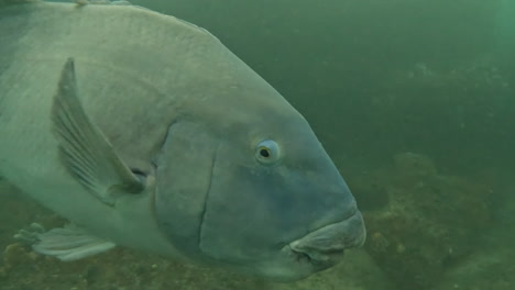 A-large-Eastern-Blue-Groper-swims-in-for-a-close-up-near-Sydney,-Australia
