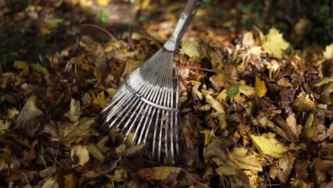 Rake-standing-next-to-a-bunch-of-leaves-in-autumn-or-fall