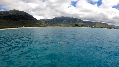Grüne-Meeresschildkröte,-Hawaii,-Küste-Von-Waianae