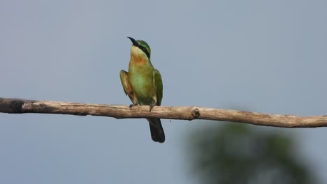 Bee-Eater-in-pond-area-