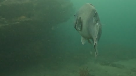 A-large-Eastern-Blue-Groper-swims-close-to-the-camera-underwater-in-Australia