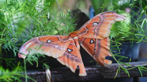 Nahaufnahme-Von-Attacus-Atlas-Schmetterling,-Bekannt-Als-Atlas-Motte,-Die-Auf-Grünem-Gras-Ruht