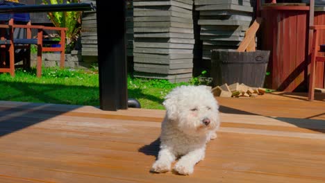 dog-enjoying-sunny-day-on-the-deck