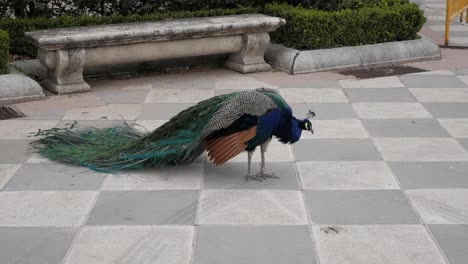 Peacock-shaking-wings-and-closed-tail-feathers-at-Cecilio-Rodriguez-garden,-in-Retiro-Park,-Madrid