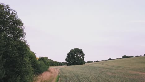 Antenne-Vom-Feld-über-Einen-Baum-Im-Sommer-In-Stevenage,-Hertfordshire,-England,-Großbritannien