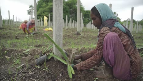 Close-up-shot-taken-from-back,-Indian-farmer-Dharaa-planting-dragon-fruit-cutting-in-farmland-for-commercial-production-alongside-other-woman-working-at-the-background