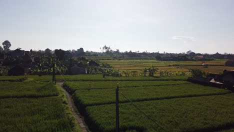 Bali-Ricefields-in-Indonesia,-Mount-Agung,-Green-Fields,-Harvest-Season-Skyline,-Blue-on-a-Sunny-Clear-Day,-in-Gianyar,-60-Fps,-Top-View