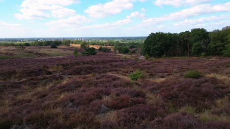 Drone-flying-close-to-purple-colored-blooming-Heather-at-Mookerheide-with-the-city-view-at-the-background,-Netherlands