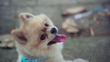 close-up-yellow-fur-hair-pomeranian-spitz-puppy-dog-looking-back-to-camera-with-happy-tongue-face-in-slow-motion