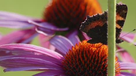 Ein-Kleiner-Schildpatt-Schmetterling-Sitzt-Im-Sonnenlicht-Auf-Orangefarbenem-Sonnenhut
