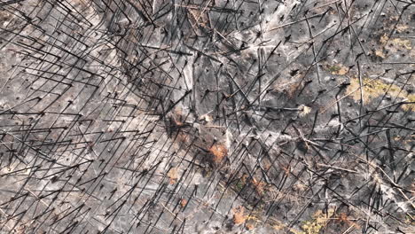 Top-Down-Aerial-View-of-Apocalyptic-Landscape-After-Wildfire,-Burnt-Forest-and-Charred-Trees,-High-Angle-Drone-Shot