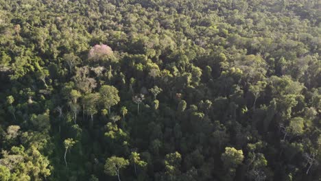 Drone-flying-over-green-and-lush-Iguazu-jungle-at-border-between-Argentina-and-Brazil
