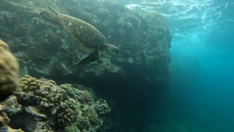 Sea-turtles-in-Hawaii-swimming-near-coral