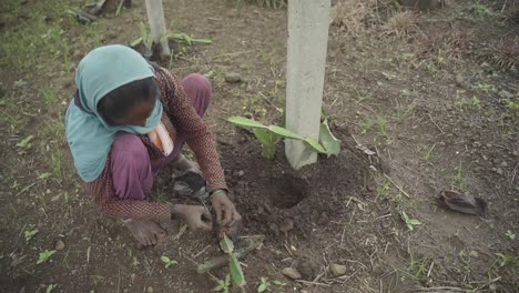 High-angle-shot-of-an-Indian-woman-farmer-planting-saplings-of-dragon-fruit-in-farmland-for-commercial-production-in-the-month-of-July