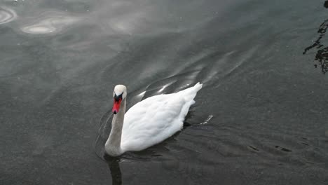 A-Swan-floating-across-a-lake