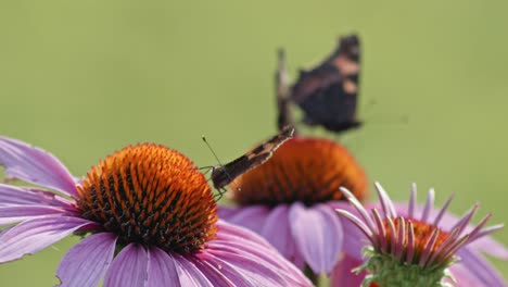 Flock-of-three-butterflies-eating-Nectar-From-orange-Coneflower---macro-static-shot
