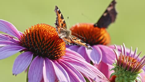 Pair-of-two-butterflies-eating-Nectar-From-orange-Coneflower---macro-static-shot