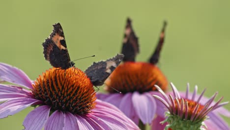 Flock-of-four-butterflies-eating-Nectar-From-orange-Coneflowers---macro-static-shot