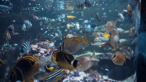 Riesiges-Aquarium-Mit-Bunten-Korallen-Und-Fischen-Im-Chester-Zoo,-Uk