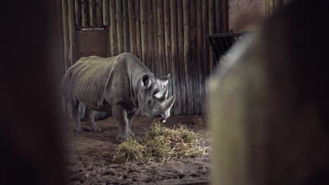 Close-up-White-Rhino-eating-Grass-very-quiet-in-the-wildlife-park-at-Chester-Zoo,-UK