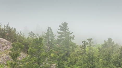 Time-lapse-of-a-fog-bank-blowing-through-trees-in-Michigan's-Upper-Peninsula