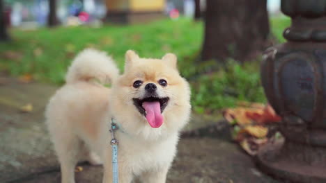 Super-Cute-Fluffy-Pedigree-Pomeranian-Dog