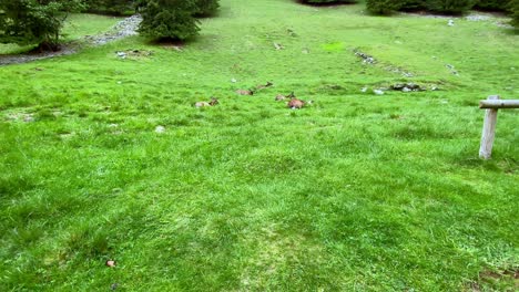 Gamo-Europeo-Descansando-En-El-Campo-Verde-En-El-Parc-De-Merlet-En-Les-Houches,-Chamonix,-Francia