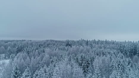 Slow-motion-aerial-drone-flying-above-upper-branches-of-snow-covered-fir-trees-revealing-vast,-wild-and-majestic-landscape-and-white-snowy-sky