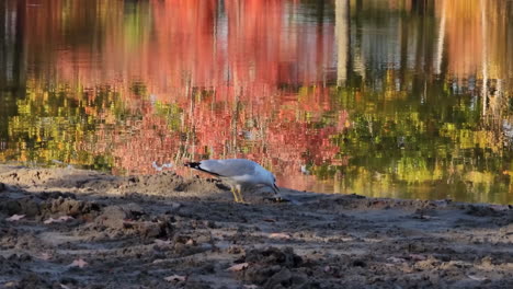 Lone-seagull-foraging-for-food-on-muddy-river-bank-reflecting-colourful-autumn-woodland