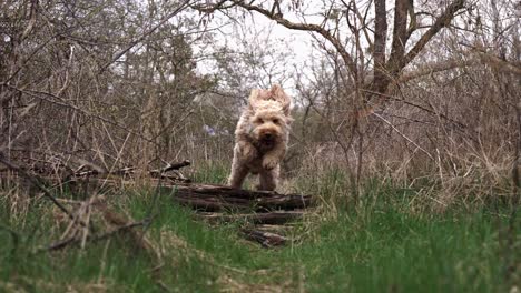 Slowmotion-shot-of-a-Goldendoodle-dog-running-towards-the-camera-in-the-middle-of-the-forest-jumping-over-a-tree-branch