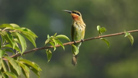 Bee---Eater-in-tree--green---pry-